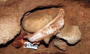 Blombos cave Shell to mix and store pigments. ca.100,000 years ago. Blombos Cave, South Africa. Photography: Science/AAAS.