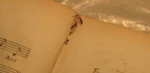 insects that eat book collection