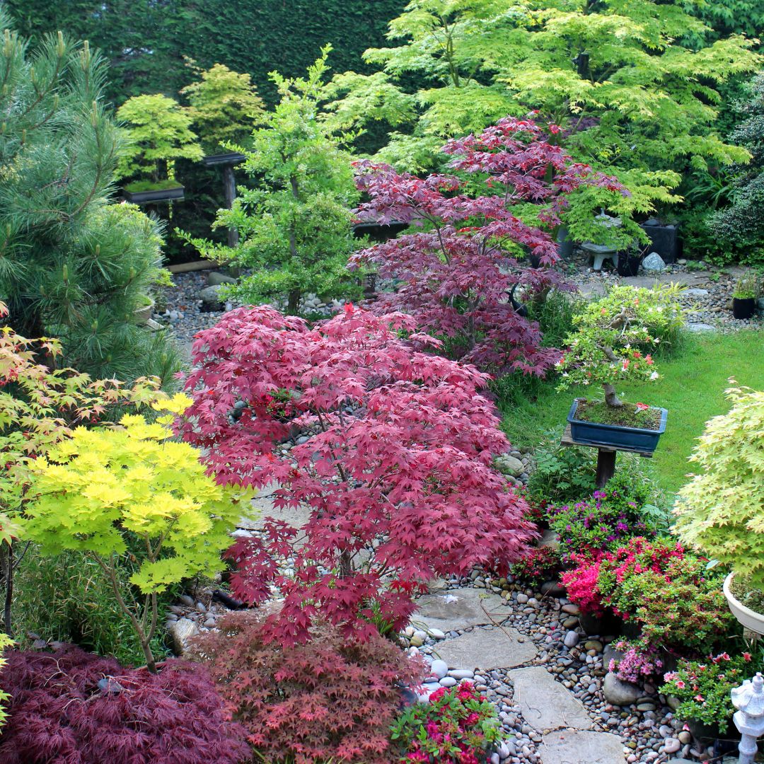 Oriental garden Plants in a Japanese Garden