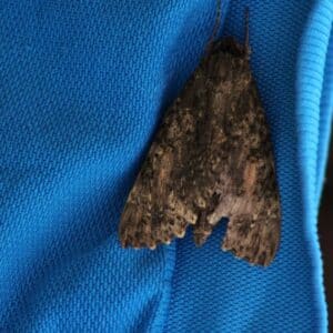 moth on a textile material