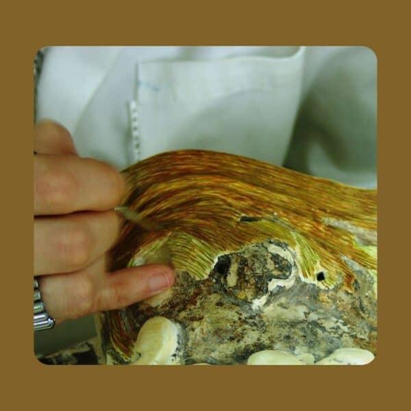 cover conservation and restoration courses
